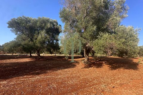 Terra a Carovigno, Brindisi, Carovigno - € 29.000 | Ref: Terreno Empire - foto 5